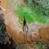Green Euphoria - Image 11